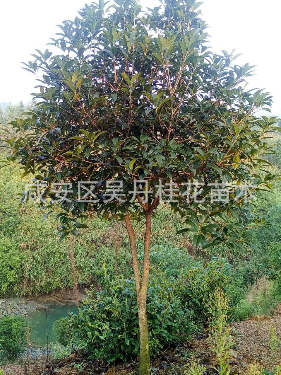 mmexport1504398462870