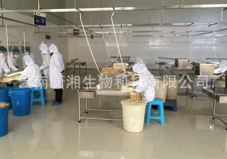 Luoping Small Yellow Ginger Foot Soak Powder Gan Jiang Warming Foot Bath Soak Bulk in use