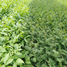 ������a�����l  ���ֵ؅^�Nֲ������ �����N�ۻ�����