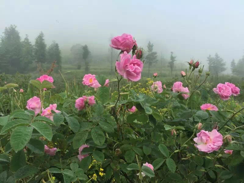 微信图片_20171212131437