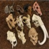 Aquarium, decorations, jewelry, resin, skull, Chinese horoscope