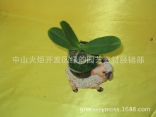 ��̦��ˮ����greenmossball̦��΢�辰