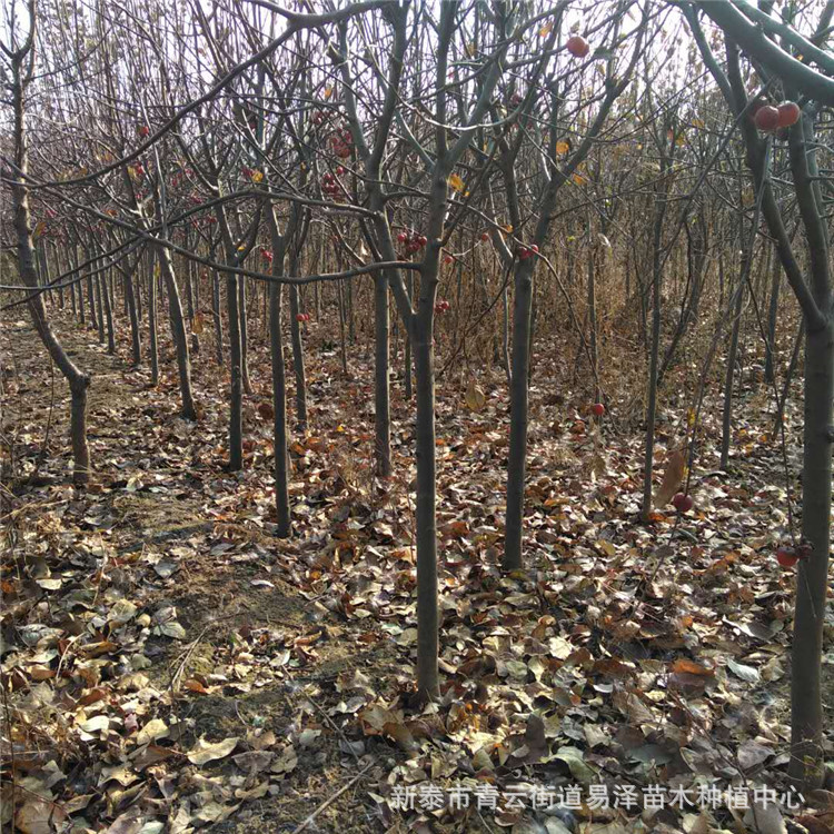 根系发达抗旱抗寒成活率高适应性广产量逐年倍增