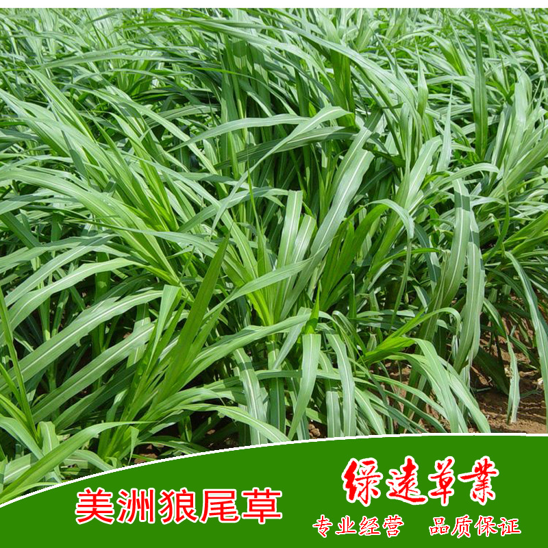 供：壹年生美洲狼尾草 養牛 養羊 養魚 養鵝 養豬 養驢 牧草種子