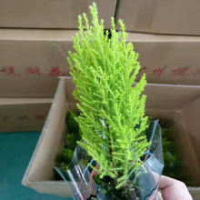 基地直销圣诞树室内花卉植物小盆栽植物 90#香松