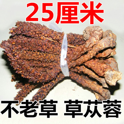 大兴安岭野生列当科不老草 草苁茸 干货泡酒药材 25厘米|ms