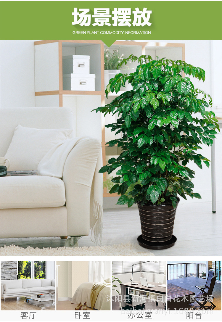 植物墙设计施工：打造现代绿色空间的艺术