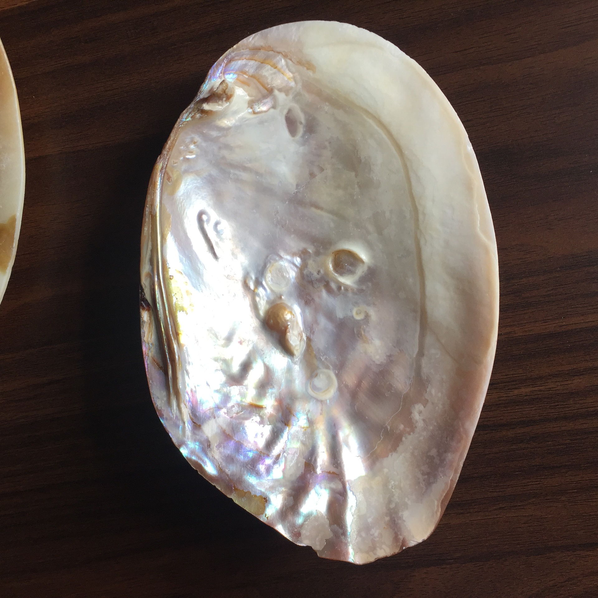 珍珠蚌壳 天然贝壳海螺 地中海鱼缸家居装饰 抛光打磨饰品工艺品-阿里巴巴