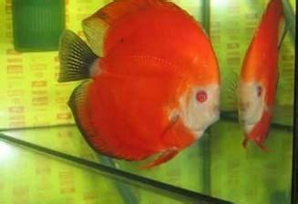 Red Fuji Colorful Fairy Colorful Fairy Fish Colorful Swallow Colorful Swallow Ornamental Fish Tropical Fish Live Fish