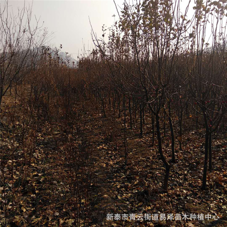 根系发达抗旱抗寒成活率高适应性广产量逐年倍增