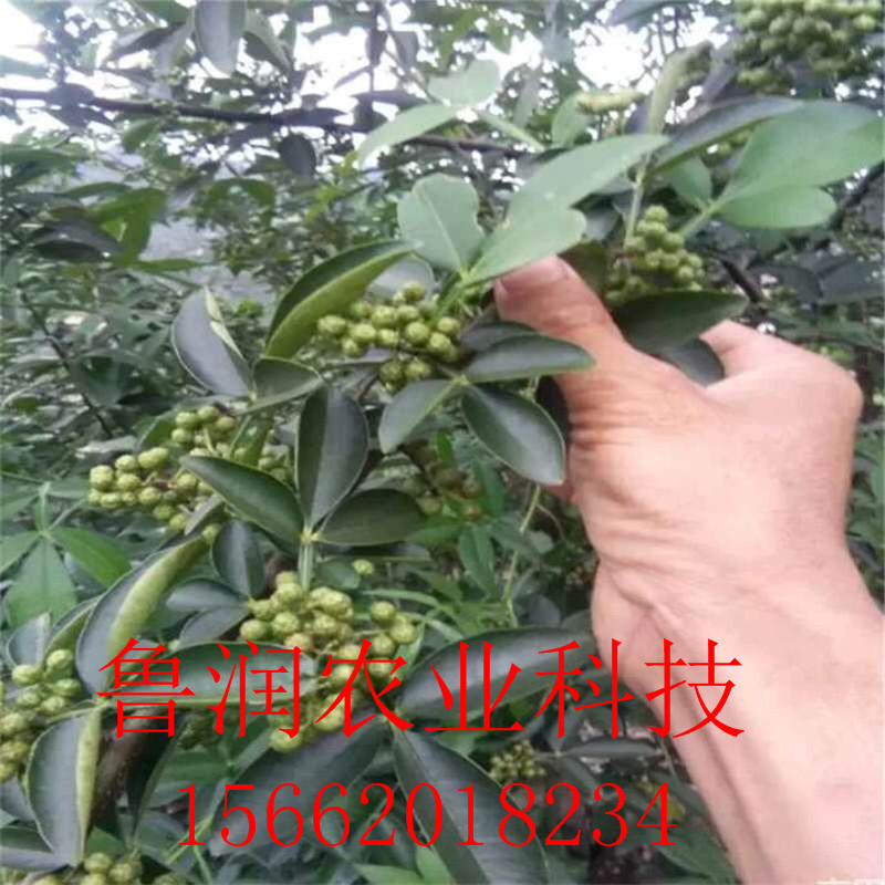 [微信图片_20170902194725]