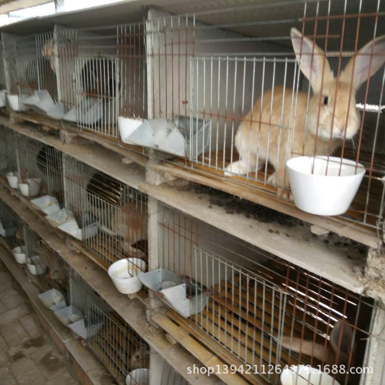 一月大的兔子喂养方法-异宠-瑞鹏宠物医院