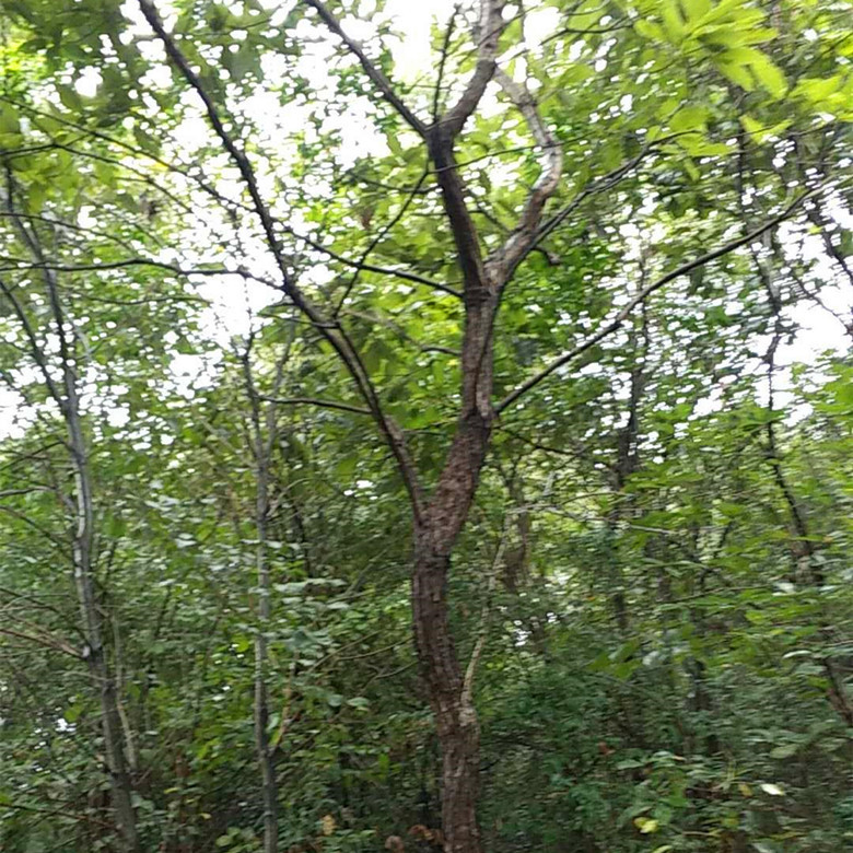 麻栎树苗,麻栎树,麻栎树皮(第2页)_大山谷图库