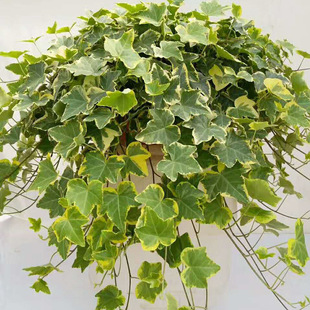 Base Direct Sales 360 # Ivy Indoor Formaldehyde-Absorbing Climbing Vines Green Plants Small Potted Plants Florals