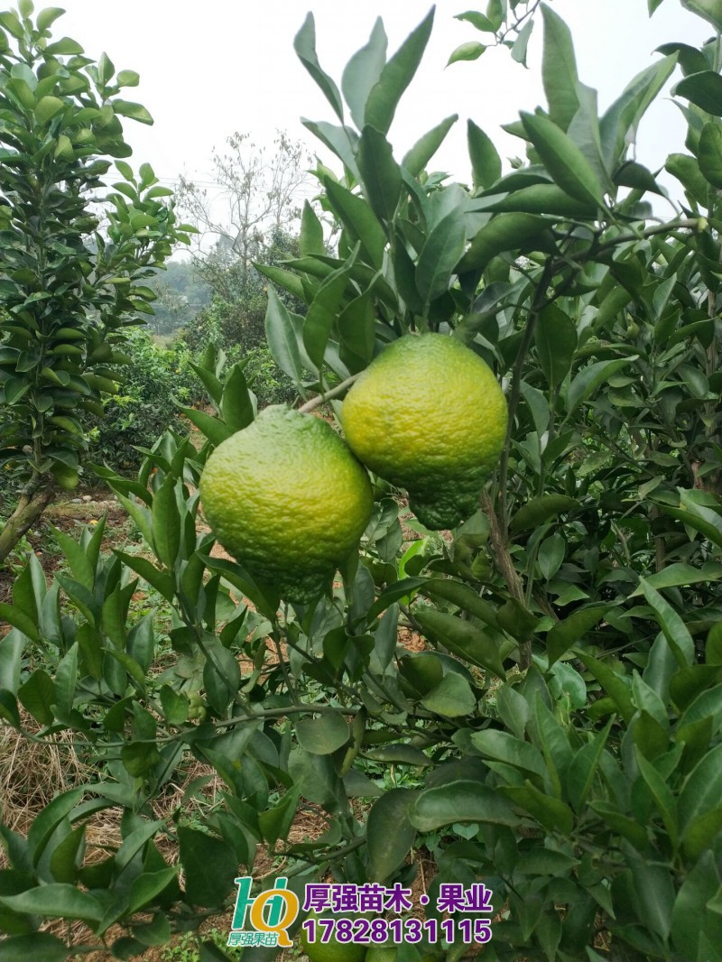 柑橘苗价格 四川柑橘苗批发 四川柑橘苗