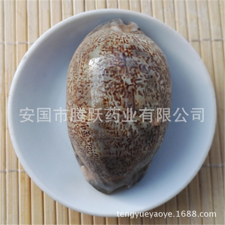 Purple Cowrie Shell Zi Bei Chi Dried TCM Mineral Ingredient Bulk Wholesale overview
