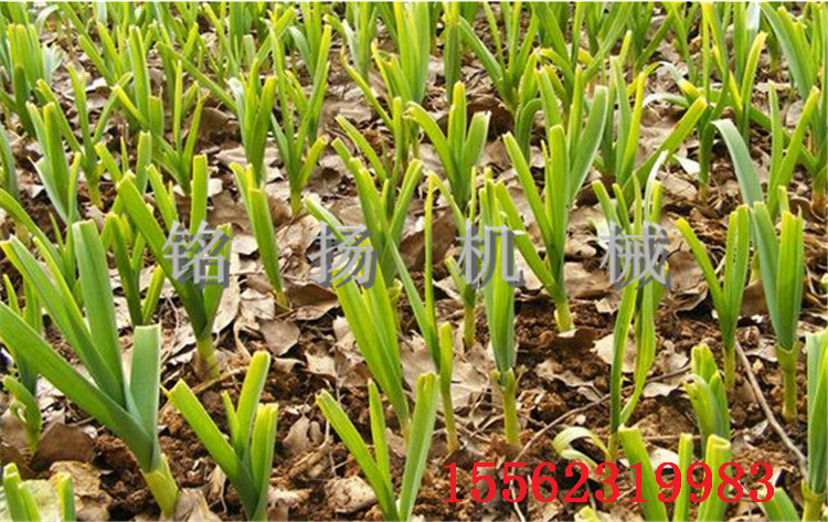 新型种蒜机哪里有卖烟台自走式插蒜栽蒜机