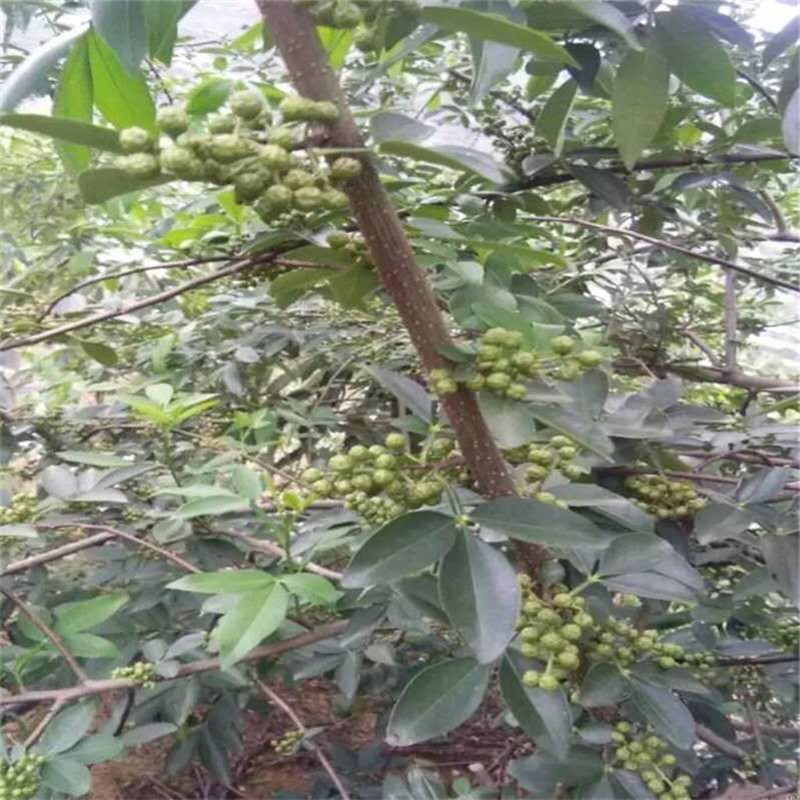 [微信图片_20170902194718]