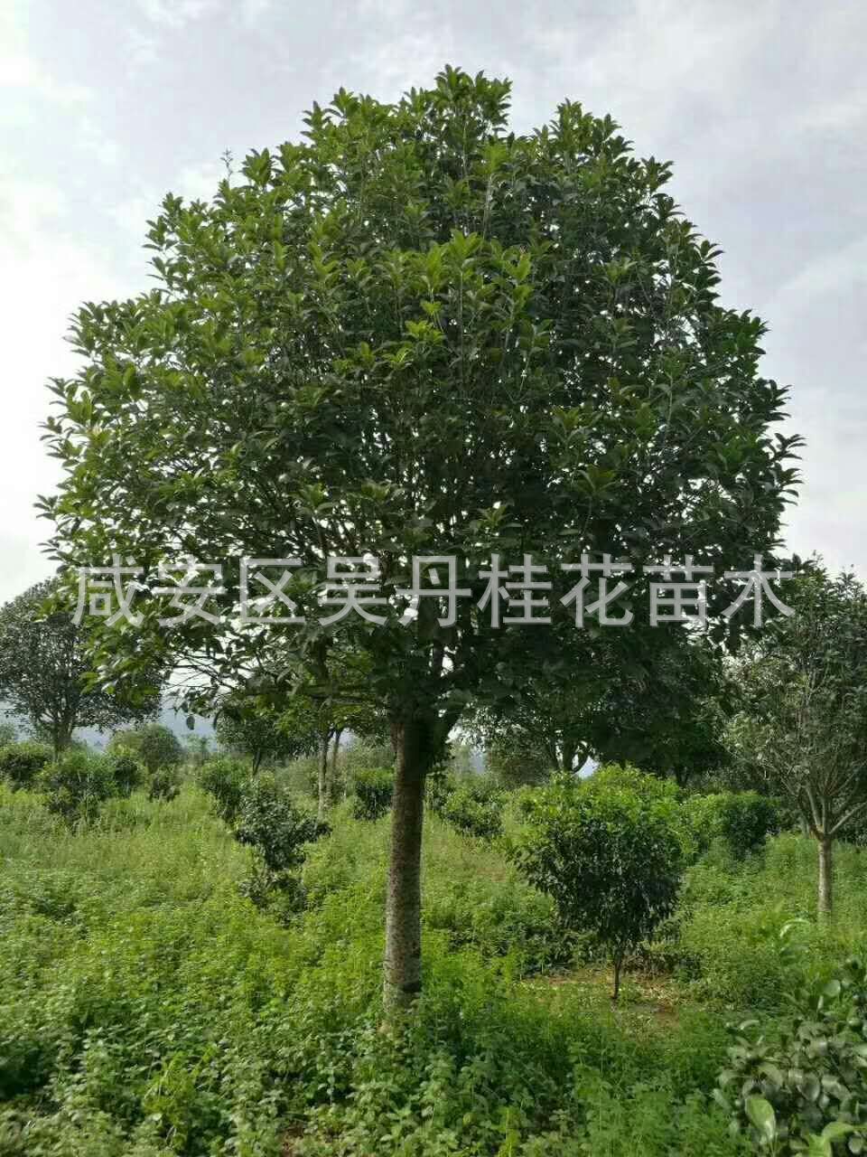 mmexport1504398984868