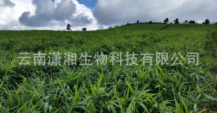 Dried Ginger Slices Gan Jiang Bulk Wholesale Luoping Small Yellow Ginger from Yunnan 500g Low Temperature Dried quality and texture