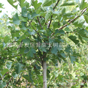 ɽ���������l ���ɽ��� ���l�޽ӹ�����ľɽ高������l