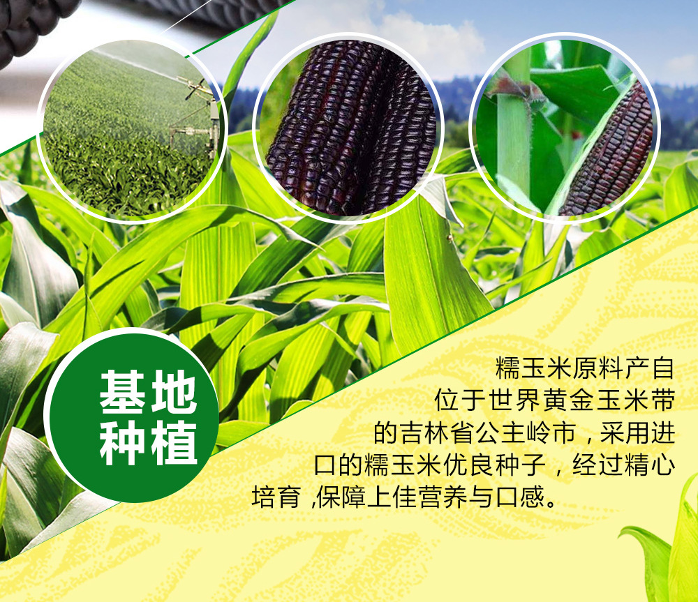 纳祺黑糯玉米穗01_06