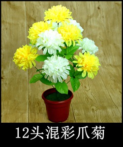 12头果绿杆双色混彩爪菊