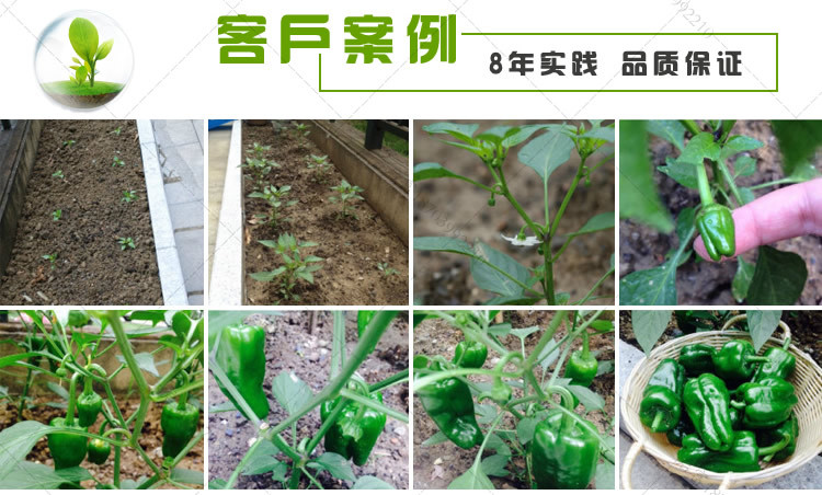 em菌种辣椒好处