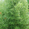 Wholesale large bamboo seeds green bamboo seedlings, bamboo, bamboo, bamboo, four seasons of bamboo, thunder bamboo edible bamboo shoots, large amounts of bamboo shoots