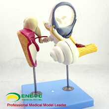 ENOVO���w�ȶ�  С�Ǽ���Ĥ�Ŵ�ģ�� ���Ǻ����t��ͨ�̾�