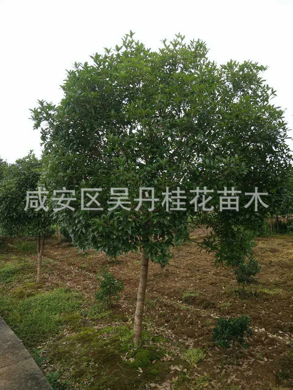 mmexport1504399845344