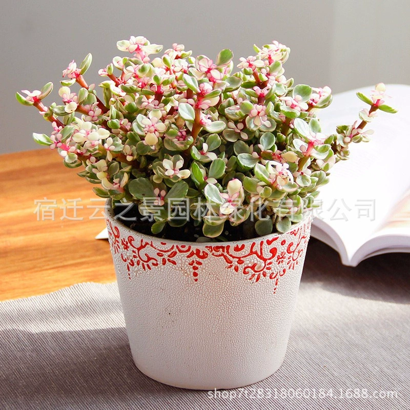 Оптовые мини-мясистые горшечные золотые ветки и нефритовые листья большие старые кучи зеленые растения маленький бонсай элегантный танец