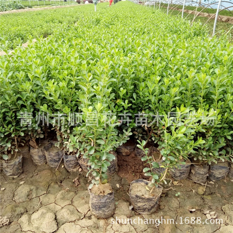 Семена дыни Euonymus japonicus вечнозеленые кустарники Euonymus japonicus земля Озеленение муниципальных саженцев База Шаньдун Семена дыни Euonymus japonicus оптом