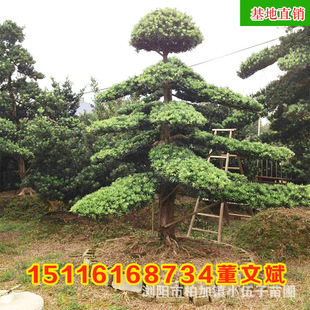 ���l�_�h�����͘� ��ƷͥԺ�����辰��@�ֹ��̾G����ľ ����ֱ�N