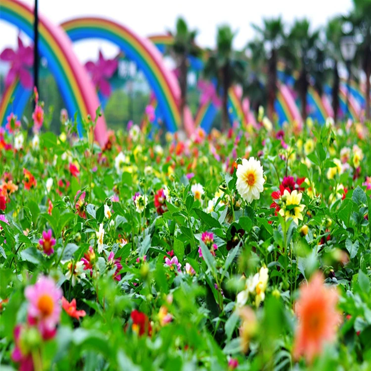 База прямых продаж Георгины мелкие цветы зеленые Комнатные цветы сорта крупные выгодно могут быть доставлены