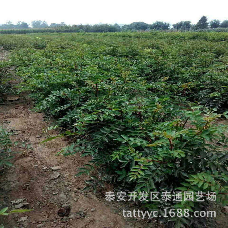 批量定制嫁接花椒苗  现货供应当年挂果优良品种嫁接花椒苗