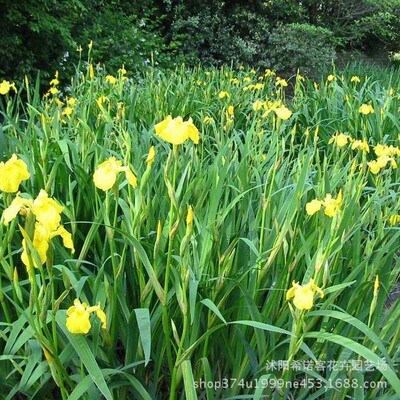 批發水生植物 黃菖蒲苗 黃花鸢尾水體綠化花卉 菖蒲盆栽 量大從優