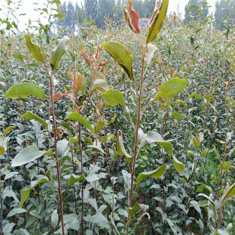 CEA4DB48B361199771B02210AB4C8C