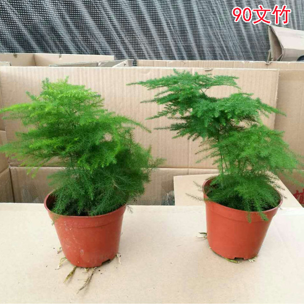 Bamboo Plant wholesale Office Green Plant Potted Flower Flower…