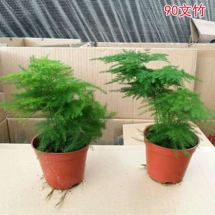 文竹盆栽批发办公室绿植盆栽花卉花苗盆景植物绿植盆栽花卉盆栽