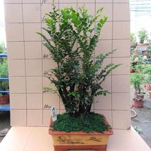 С�~�ڹǲ���̴�������l�������Ի����辰�䘶�҃��^�p�ļ�����