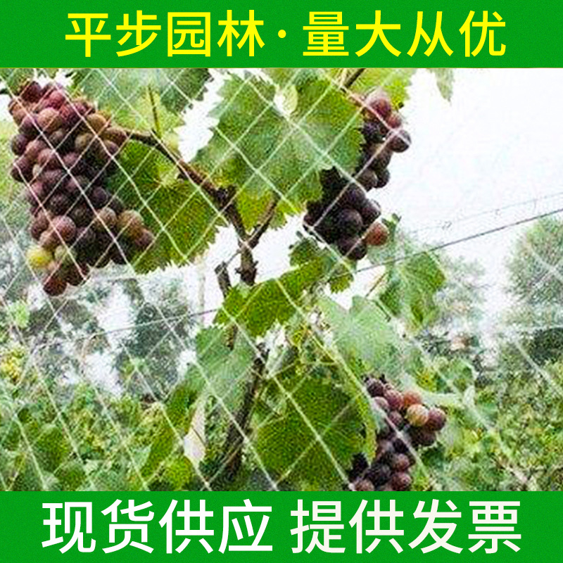 葡萄园果园防鸟网枸杞防鸟网鱼塘防鸟网大棚粘鸟网塑料尼龙养殖网
