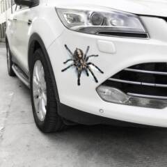 New 3D Car Spider Gecko Animal Car Sticker, Realistic Car Rear Sticker, Authentic Modification Decal
