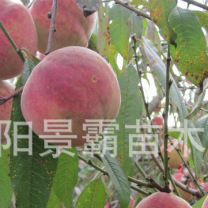 冬桃树苗直销  冬桃苗 嫁接桃树苗 优质品种 果树 晚熟 桃树苗|ms