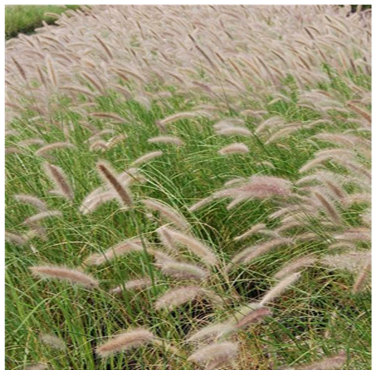 Зеленый склон защита хвост собаки травы подвиды декоративные сорта Pennisetum в комплекте крупные выгодно можно оплатить при доставке