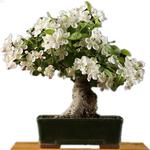 茉莉花种子 庭院阳台花卉盆栽 易种重瓣 双色系列 四季播