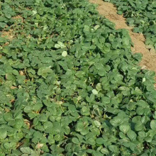 ݮ ļ Բݮ ݮN Թ Ͳݮ ҃ȽY