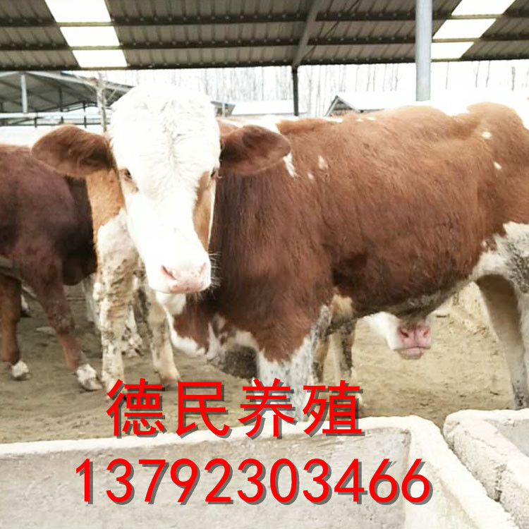 肉牛养殖场常年出售肉牛牛犊 小公牛 育肥西门塔尔牛