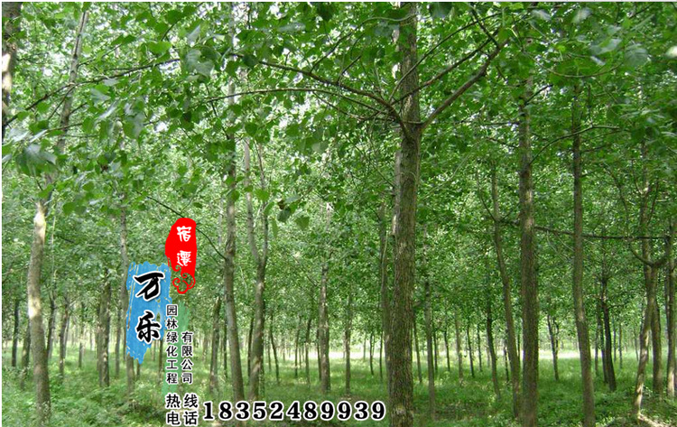 意杨苗批发阳性树种速生苗杨树道路绿化生长快量大从优-阿里巴巴