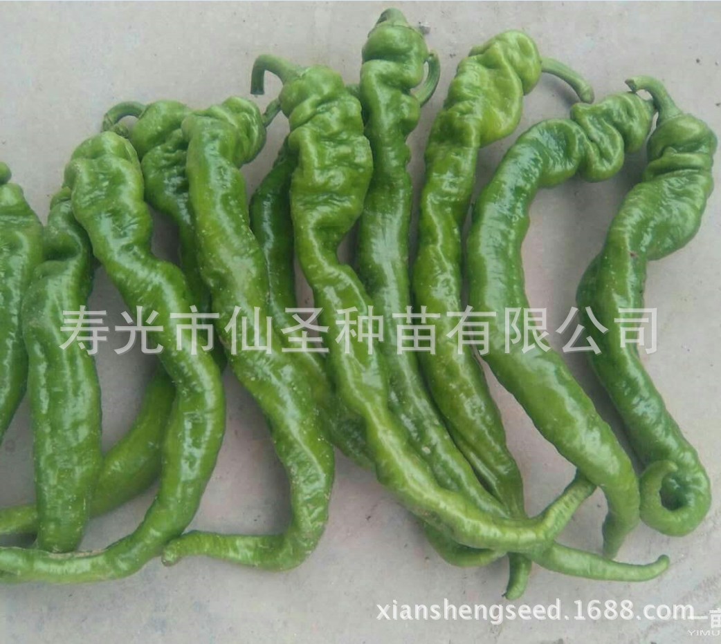 螺丝椒种子 猪大肠辣椒 寿光优质辣椒蔬菜种子 10克装